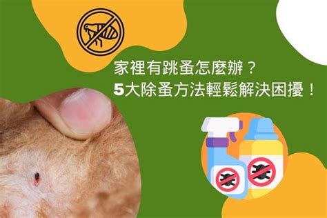 家裡出現跳蚤|家裡有跳蚤怎麼辦？5大除蚤方法輕鬆解決困擾